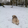 Boomer is plat hier gaan liggen omdat hij in de verte z'n vriendjes aan ziet komen...

