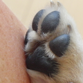 Dit is een close-up van Kiki's pootje toen ze nog een kleine pup was. :-D