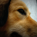 De 1e keer dat ik foto's trok van men nieuwe aanwinst, Yucca. Een hondje dat ik geadopteerd heb uit het asiel.