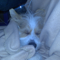 Rover lekker ingepakt in een fleece deken!