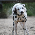 Lekker even al het zand van je afschudden en tegelijkertijd zo school mogelijk kijken - Nala kan het!