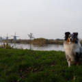Lizzie op de dijk in de polder van Kinderdijk, 2 minuten lopen vanaf ons huis. 
