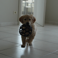 Toen Mika nog een pupje was, kreeg ze al een speeltje voor de grote hondjes. En ze was zo fier dat ze hem al kon optillen!!