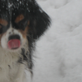 mooi contrast tussen de sneeuw en de rode tong van Friso...
