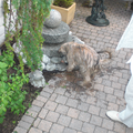 Bang voor water, maar gek op de fontein bij opa & oma in de tuin!!