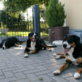 Grote Zwitserse Sennenhonden 
