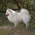 Grote Keeshond, wit
