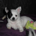 Dit is mijn ondeugende Chihuahua pup Tygo! Hij heeft net zoals zijn mama een half wit - half zwart hoofdje. Hij is ook zeer fotogeniek en kijkt lekker stoer recht in de camera :-)