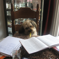 Kleine Barney helpt mee met huiswerk maken. 