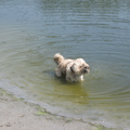 eigenlijk is Barney niet zo gek op water, maar het was heel warm, dus ging het gekke beestje lekker zwemmen.