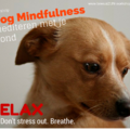 Workshop Dog Mindfulness