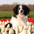 Als een echte Hollandse hond, poseert Bruno graag tussen de tulpen :) 