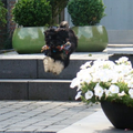 Tibetaanse Terrier