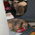 En ook: samen slapen in de tent!