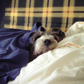 Ozzy ligt graag in bed onder de dekens en hoofd op het kussen,zoals de grote mensen