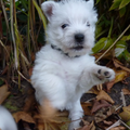 oscar, 7 weken oud