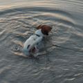 ik ben een hondje dat niet graag zwemt maar als ik iets kan vangen in het water of pakken dan doe ik dat zeker wel... ga je keer met mij mee jagen en zwemmen 