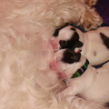 Elke hond begint z'n eten bij z'n moeder. Hier mijn Shih Tzu en haar pups van 6 dagen oud