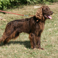 Duitse Staande Hond, Langhaar