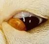 cherry eye