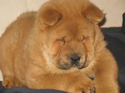 Chow-Chow