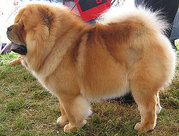 Chow-Chow