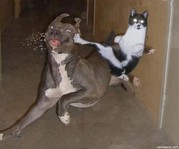 Moppen over honden