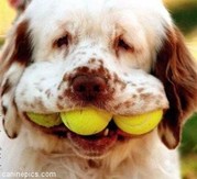 Moppen over honden