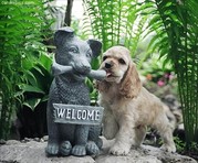 Moppen over honden