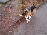 Moppen over honden