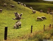Moppen over honden