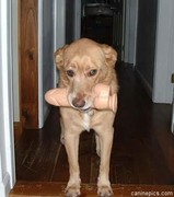 Moppen over honden