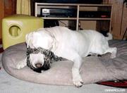 Moppen over honden