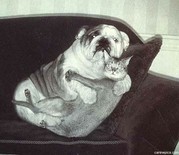 Moppen over honden