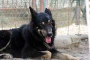 natuurvoer voor honden