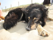 natuurvoer voor honden