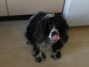 Dingen die een Hond moet onthouden