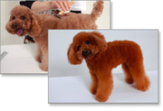 Kleur Herstelling voor Honden