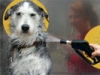 Wassen van de hond.