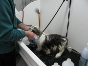 Wassen van de hond.