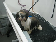 Wassen van de hond.