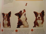 Boek; Hondenspelletjes
