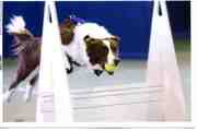 Flyball