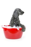 Wassen van de hond.