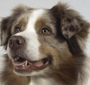 97 manieren om je hond te laten lachen