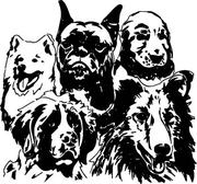 Wat zijn hypoallergene honden?