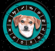 Sterrenbeeld honden