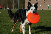 hondenfrisbee