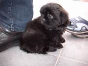oudere hond komt niet met pup overeen