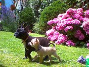 Boek < als mijn hond kon praten>